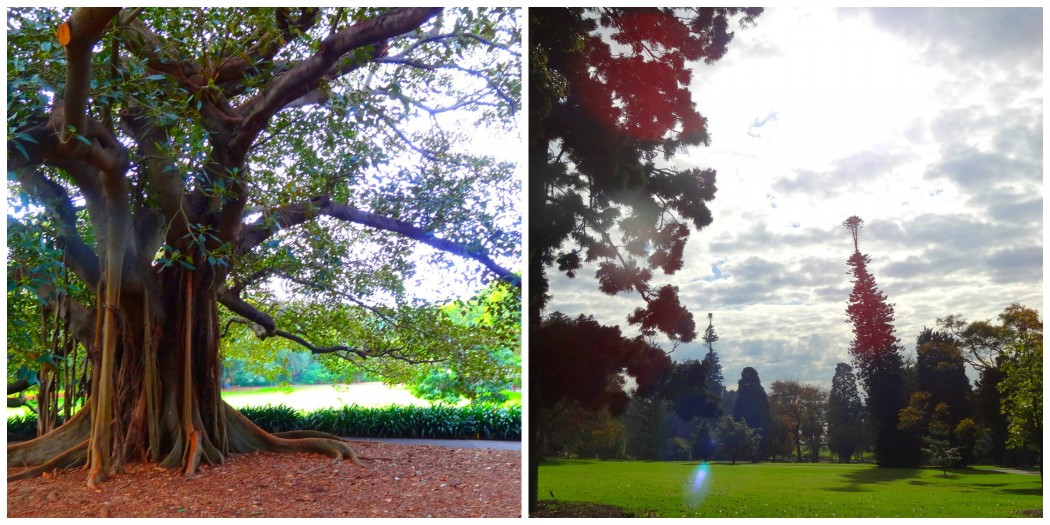 Collage Royal Botanic Gardens Sydney © Vie d'Expat Collage Royal Botanic Gardens Sydney