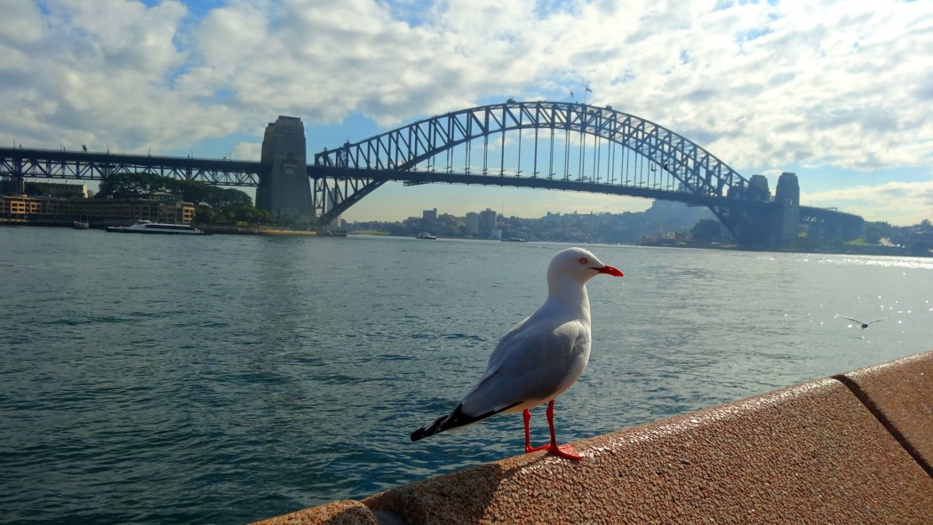 Harbour bridge et mouettes Sydney © Vie d'Expat Harbour bridge et mouettes Sydney