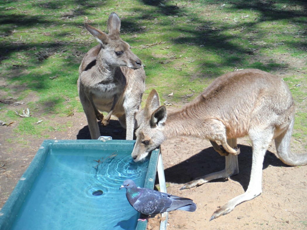 Kangourous Australie