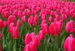 Keukenhof - Amsterdam tulipes