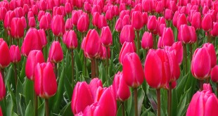 Keukenhof - Amsterdam tulipes