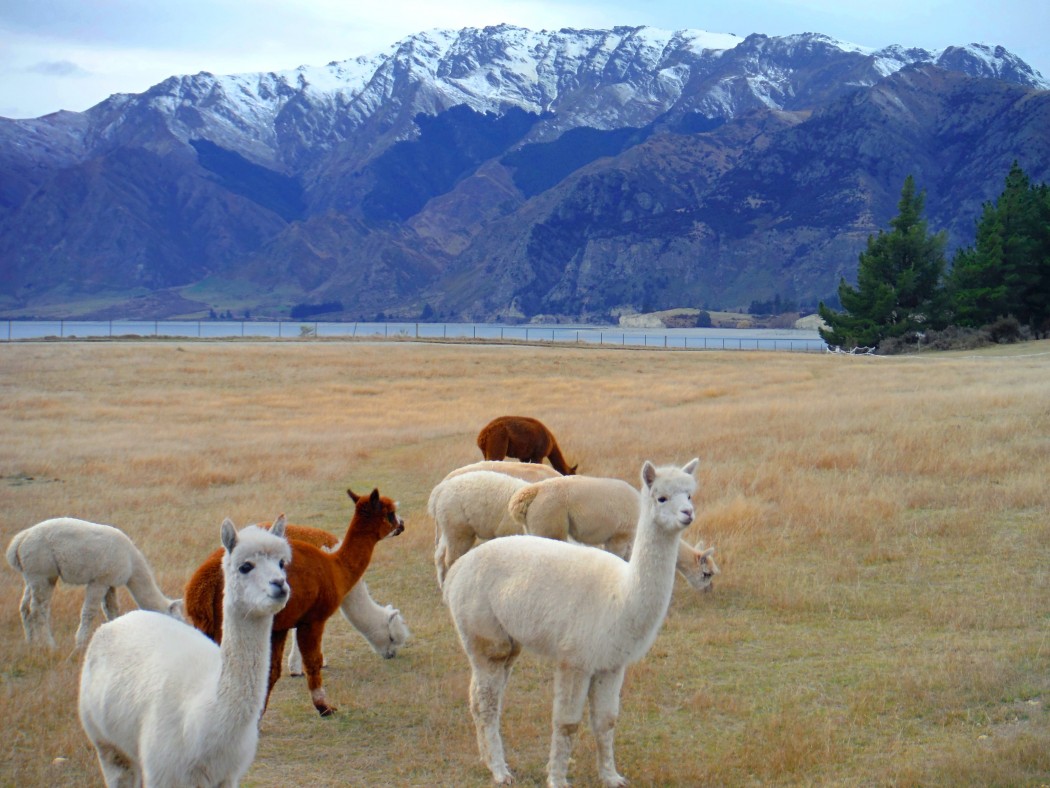 Nouvelle-Zélande Lake Hawea